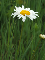 daisy