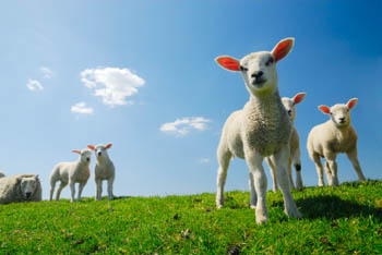keratin proteins from sheep
