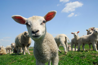 Sheep's Wool